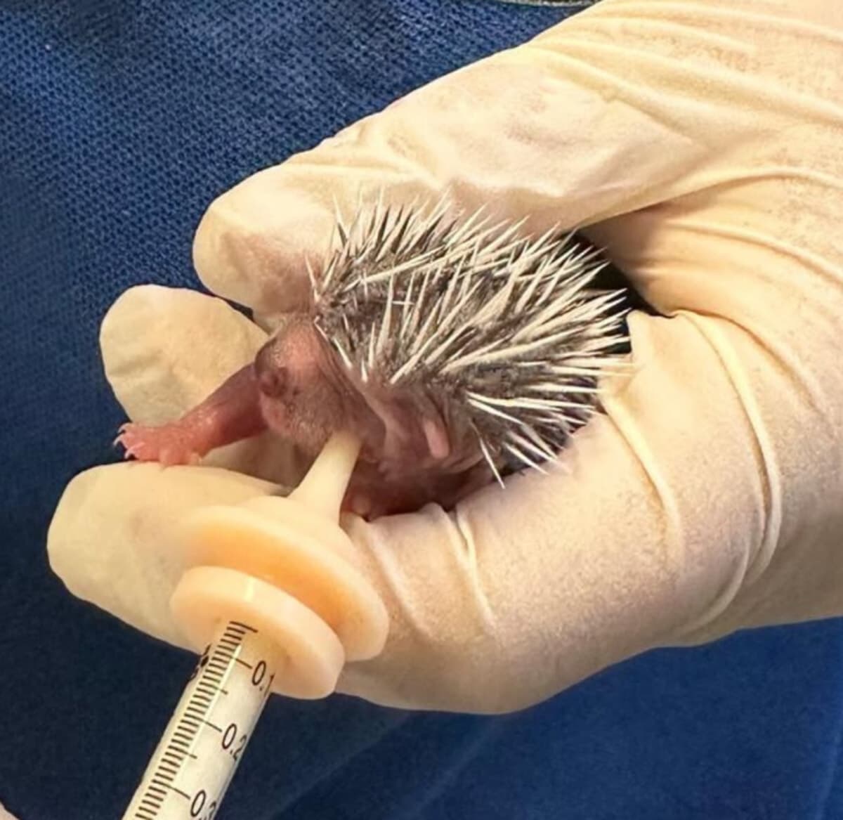 Trovato sul marciapiede con gli occhi ancora chiusi: cucciolo di riccio di 24 grammi salvato alla Barona