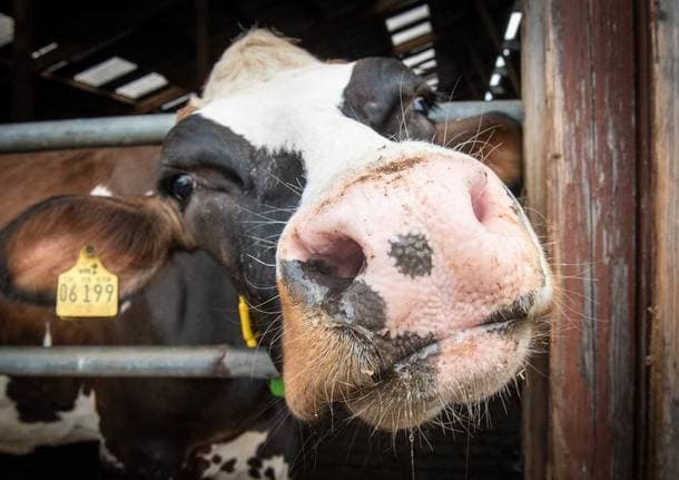 Gli allevamenti - Coldiretti: coltivazioni e animali stressati dall’afa - Lombardia - Varese News