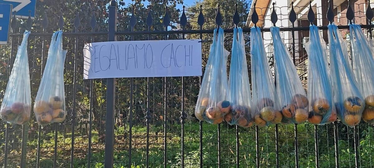 Appendono 70 sacchetti di cachi alla cancellata per regalarli ai passanti: "Piangeva il cuore vederli marcire"