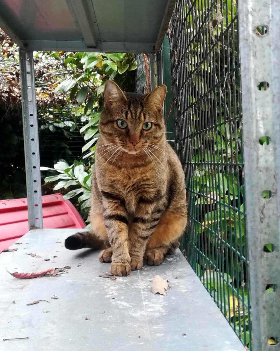 Il gattile del Parco rifugio di Milano cambia volto: pronti i nuovi spazi per i gatti, investiti 2 milioni