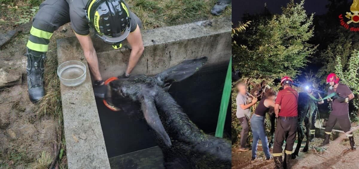 Precipita in una vasca di liquami: salvata un'asina di quattro quintali in Brianza