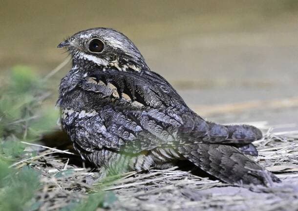 Solaro - Riflettori sul succiacapre: curiosità, abitudini e segreti di un abitante “invisibile” del parco delle Groane - Econews - Varese News