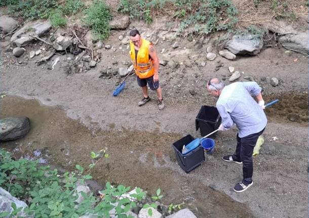 Rovellasca - Rovellasca, il torrente Lura si prosciuga e i pesci rischiano di morire: scatta il salvataggio - Archivio - Varese News