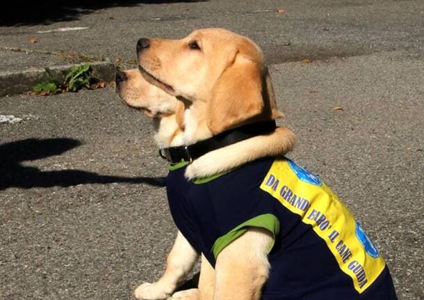 Saronno - Il Lions Club Saronno Host Solidalia dona un cane guida a una persona non vedente - Archivio - Varese News