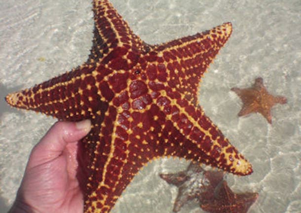 Ceriano Laghetto - “In fondo al mare!”, a Ceriano Laghetto un pomeriggio per i piccoli lettori - Bambini - Varese News