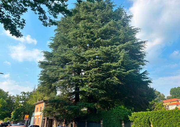 Varese - Cedri secolari, parla il proprietario: “Sono giganti con i piedi d’argilla, penso all’incolumità pubblica” - Varese Laghi - Varese News