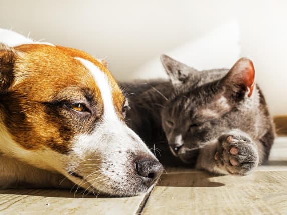 Varese, l'ordinanza per difendere dal caldo gli animali da compagnia. A Gavirate vietato lasciare al sole cani e gatti sul balcone o in giardino