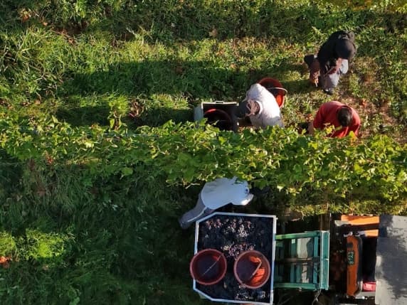 Oltrepò Pavese, la vendemmia parte oggi (con un mese di anticipo): «Siamo i primi in Italia, colpa del caldo e dei temporali. Ma sarà un'ottima annata»