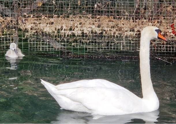 Verbania - Il baby cigno intrappolato salvato dai vigili del fuoco a Pallanza -  - Varese News