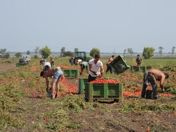 Cremona, si sente male mentre raccoglie pomodori: bracciante agricolo muore a 19 anni. Indagano i carabinieri