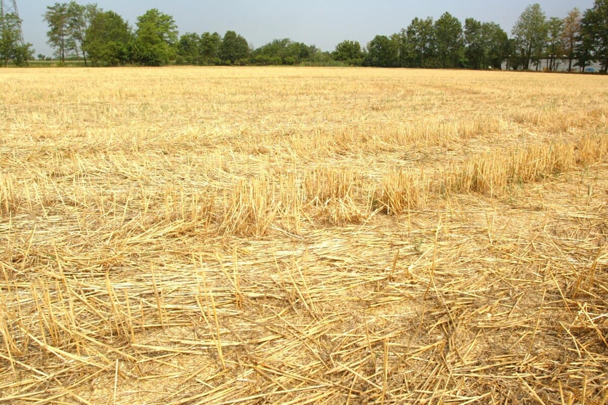 "Rischio di perdere l'80% del fatturato per questo meteo": l'allarme di un risicoltore milanese
