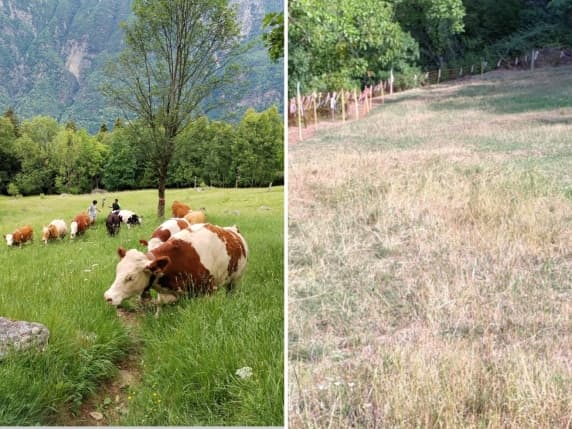 Siccità in Valtellina, l’erba è «sparita»: gli allevatori devono tornare a valle con il bestiame: «Crisi per latte e formaggi»