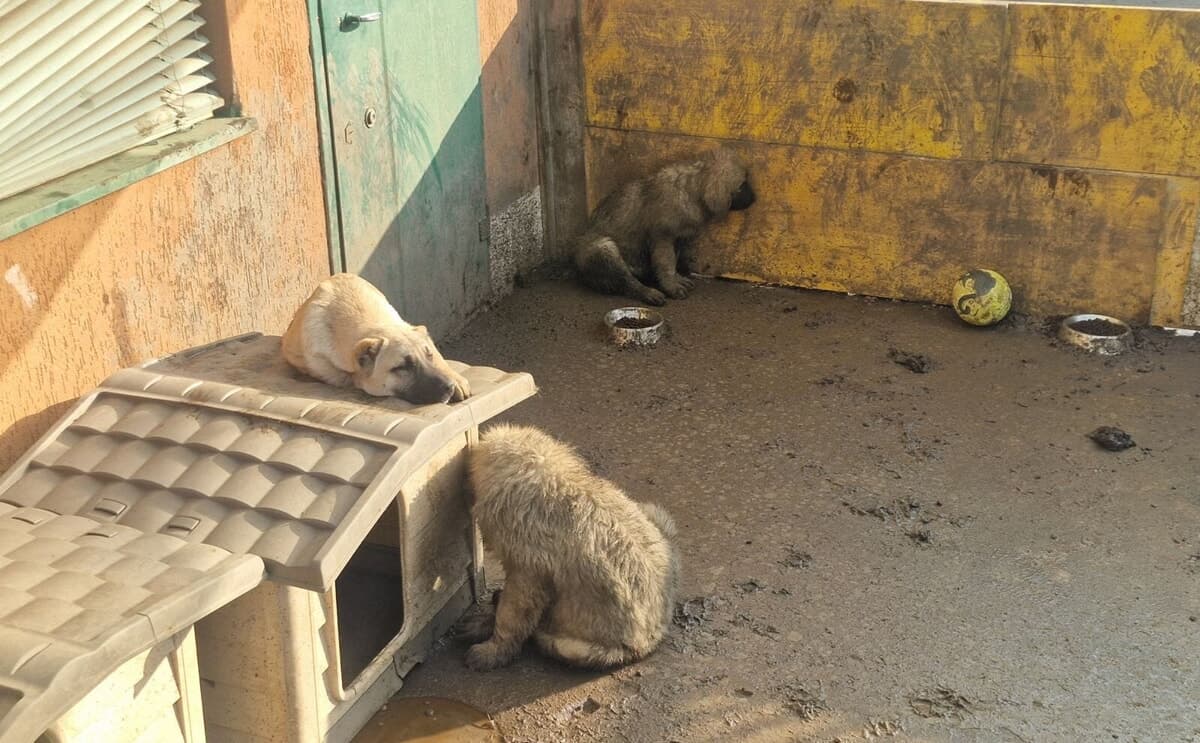 Acqua sporca e cibo misto a feci: cinque cuccioli di cane abbandonati in un magazzino, salvati