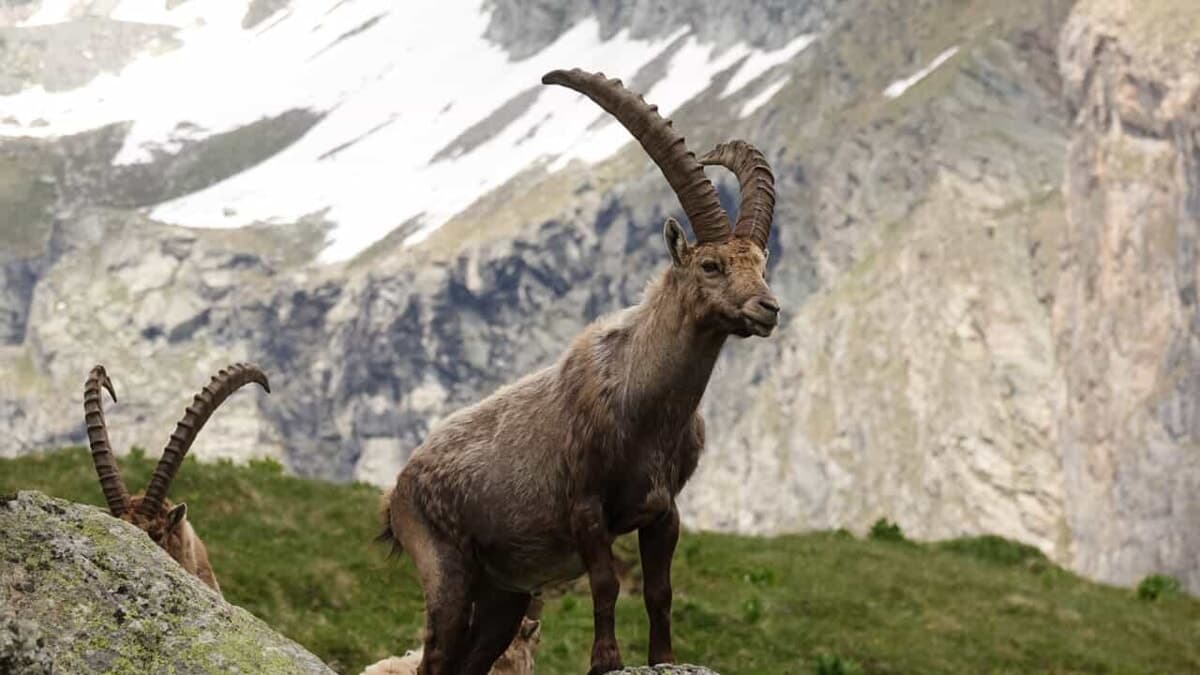 Scontro pericoloso ad alta quota in montagna: stambecco travolge escursionista di 26 anni