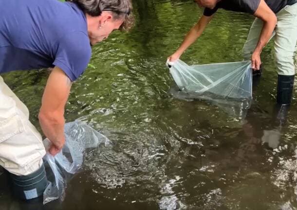 Lonate Pozzolo - Duemila alborelle allevate anche in acqua depurata tornano nel Ticino: il progetto di Alfa per salvare la specie - Gallarate/Malpensa - Varese News