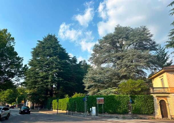 Varese - “Salviamo i cedri secolari”: oltre 1.300 firme contro il taglio tra viale Aguggiari e via Paravicini a Varese -  - Varese News